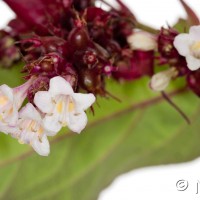 Himalayan Honeysuckle